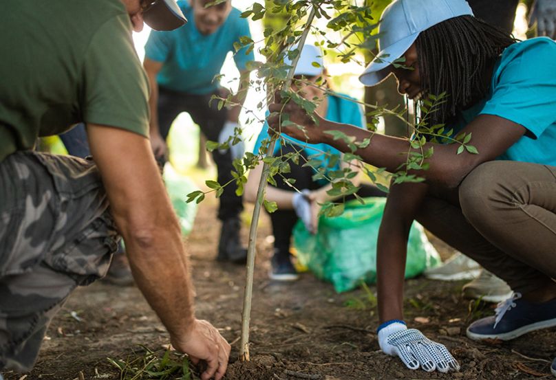 planting trees